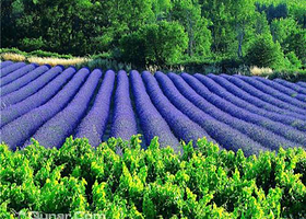 亮民绿奥观光园