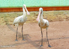 焦作市森林公园童星动物园