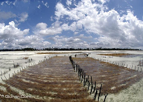 麒麟菜养殖基地