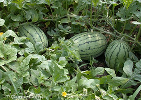 新概念西甜瓜试验示范园