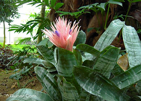 南京植物博览园