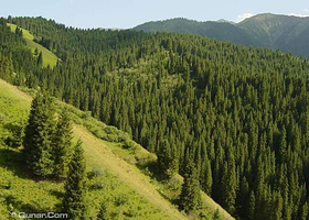 新林美人松原始森林