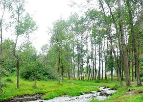 峡群寺森林公园