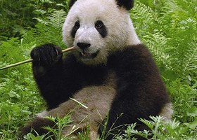 勿角大熊猫自然保护区