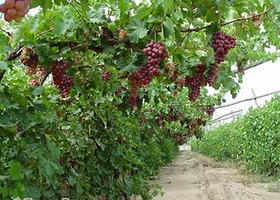 玉泉营葡萄庄园