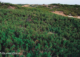 神木臭柏自然保护区