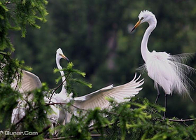 白鹭岛国际度假村