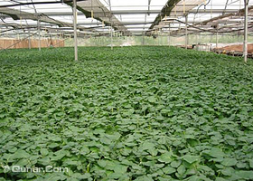 第六埠农业开发中心