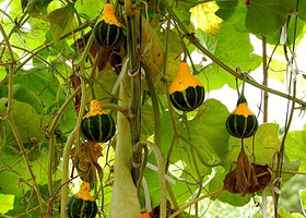 北京世同瓜园基地