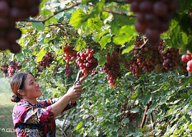 濯村特色农业旅游区