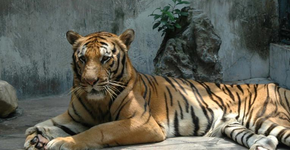 虎居动物园成人票