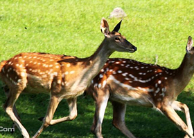 金山屯白山狩猎场