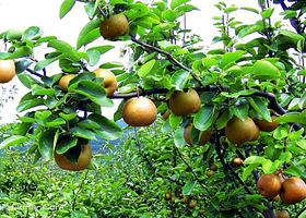 绿丰农业生态园