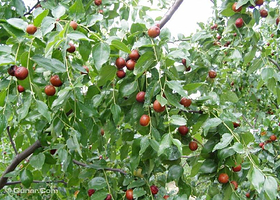 红枣农业旅游区