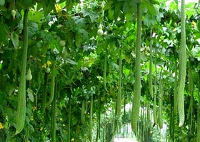 新兴华联农业园