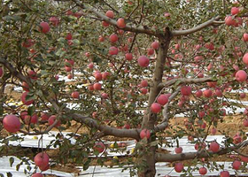 里炮红苹果度假村