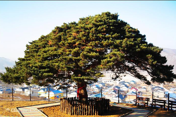 小河龙千年松旅游