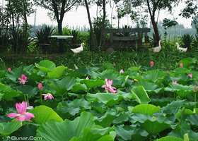 河口孤岛植物园