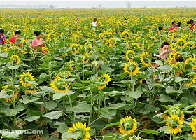 黄河华滩万亩葵园