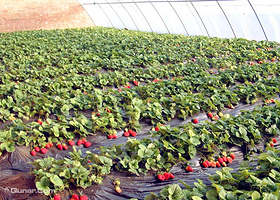 天翼草莓生态园