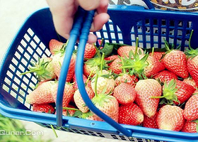 柚子园草莓基地