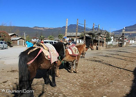 拉市海木氏兄弟马场