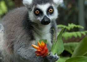 凯恩斯热带动物园