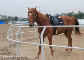 缰驭马术俱乐部