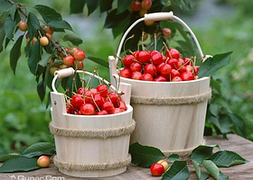 横溪上任村樱桃采摘