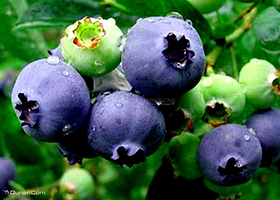 成都蓝莓博览园