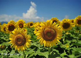 房山那片花海七彩花田