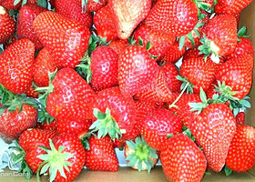 郑州惠翔草莓采摘基地