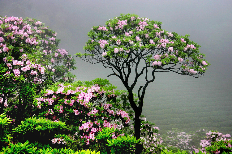 华顶国家森林公园旅游