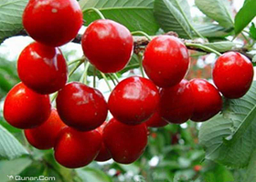 丰盛浩林观光种植园