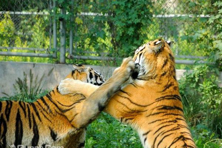 南京野生动物园旅游