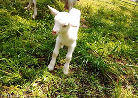 云泉约奶山羊牧场