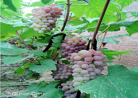 树友葡萄采摘园