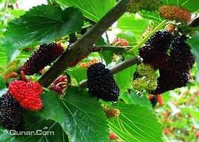 林中圆水果采摘基地