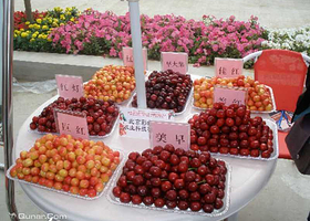 人之初樱桃采摘