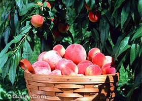 阳山水蜜桃采摘园