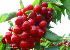 二宝樱桃采摘园