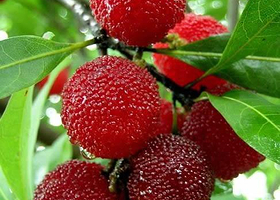 余姚三七市丈母娘杨梅采摘基地