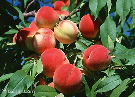 豫星农业观光园