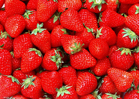 鄂尔多斯草莓园