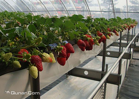 草莓王蔬果采摘园