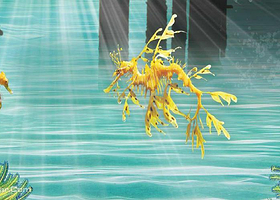 澳大利亚多城市联票