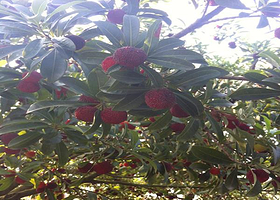 台州仙居林氏杨梅采摘