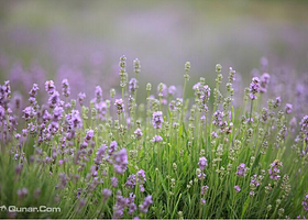 香草文化博览园