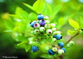 大理蓝莓采摘园