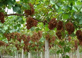 滴翠山庄葡萄园